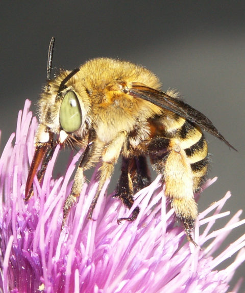 Agir ensemble pour préserver les pollinisateurs