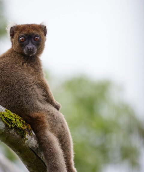 Protéger durablement les grands hapalémurs en développant l’agroforesterie et en restaurant leur habitat