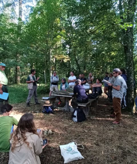 Protéger les vieilles forêts des Pyrénées pour préserver la biodiversité et le climat