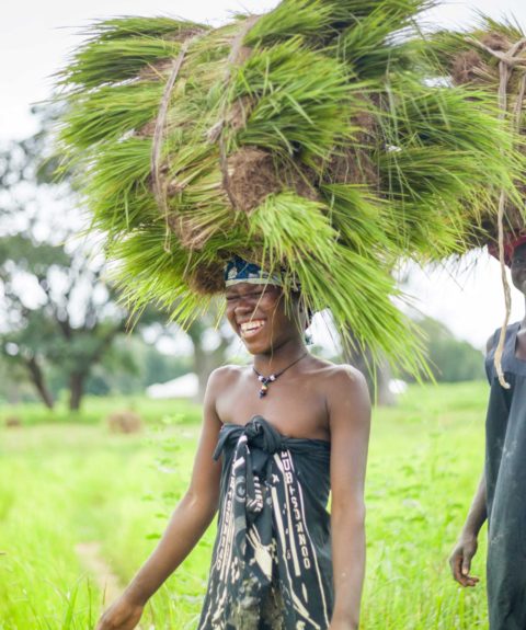 Protéger les écosystèmes fragiles en Guinée-Bissau et au Sénégal en diffusant des techniques durables en saliculture et riziculture de mangrove