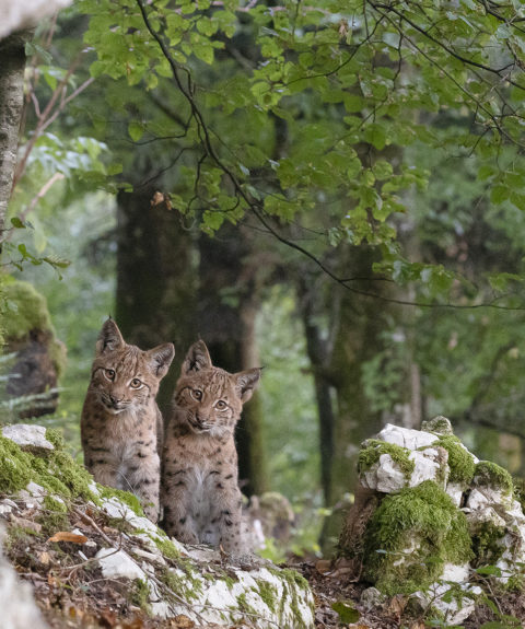 Mieux connaître le Lynx boréal pour assurer sa préservation à long terme : Œil de Lynx