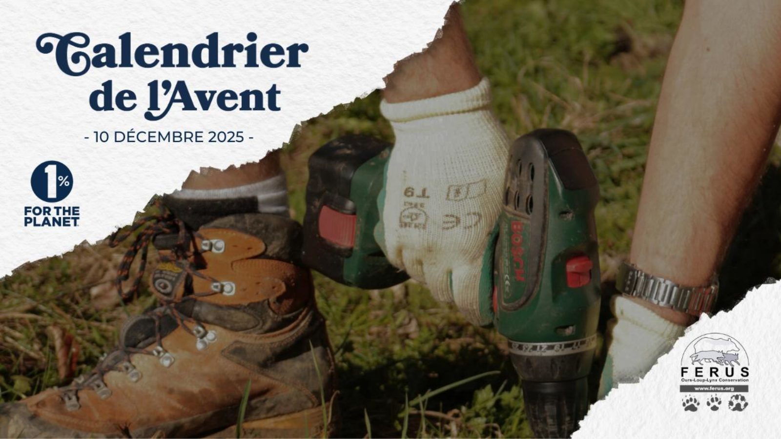 Planter des arbres fruitiers pour la sauvegarde des ours bruns des Pyrénées