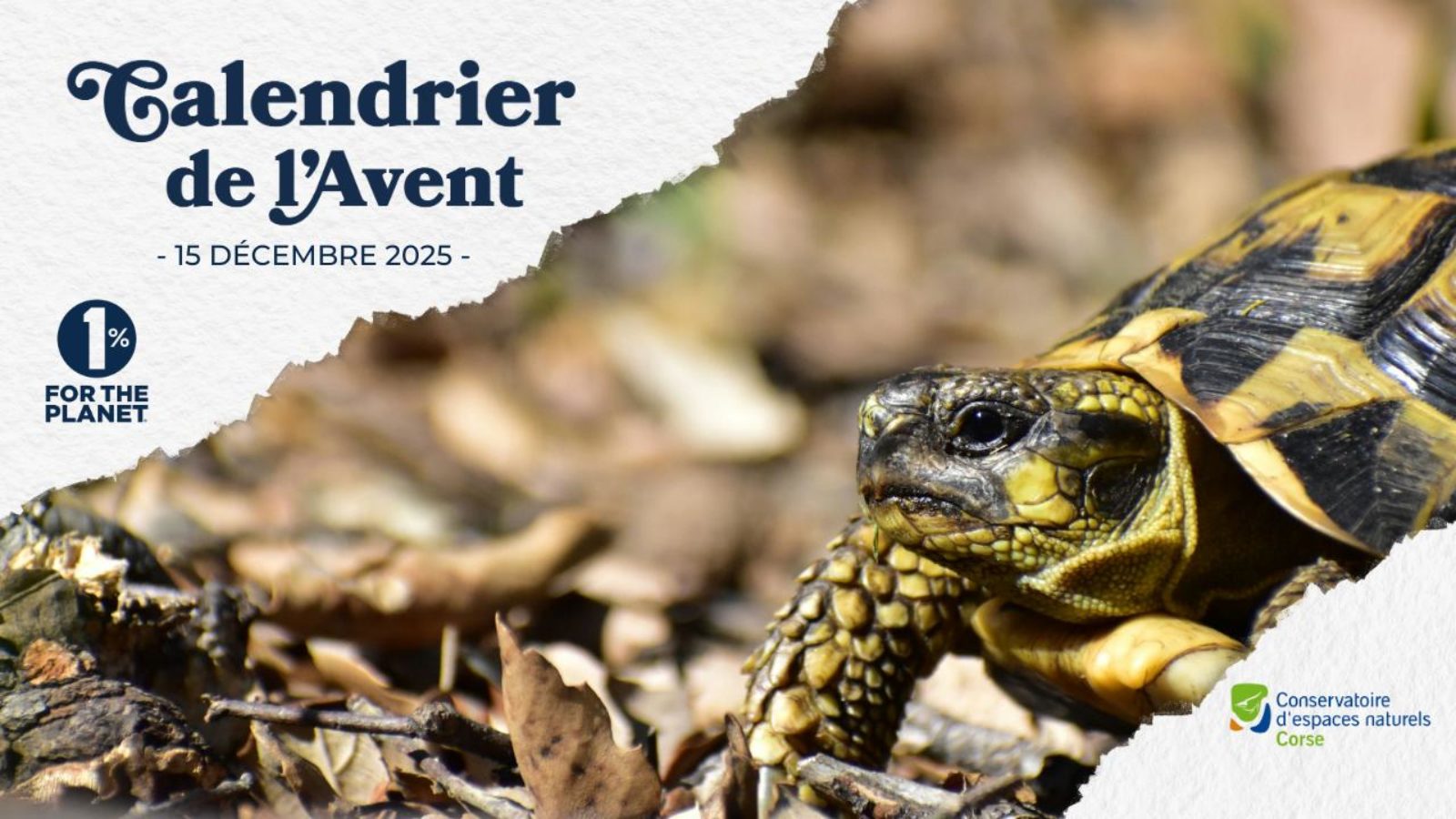 Sauver des Tortues d’Hermann saisies ou abandonnées en renforçant les populations sauvages de Corse