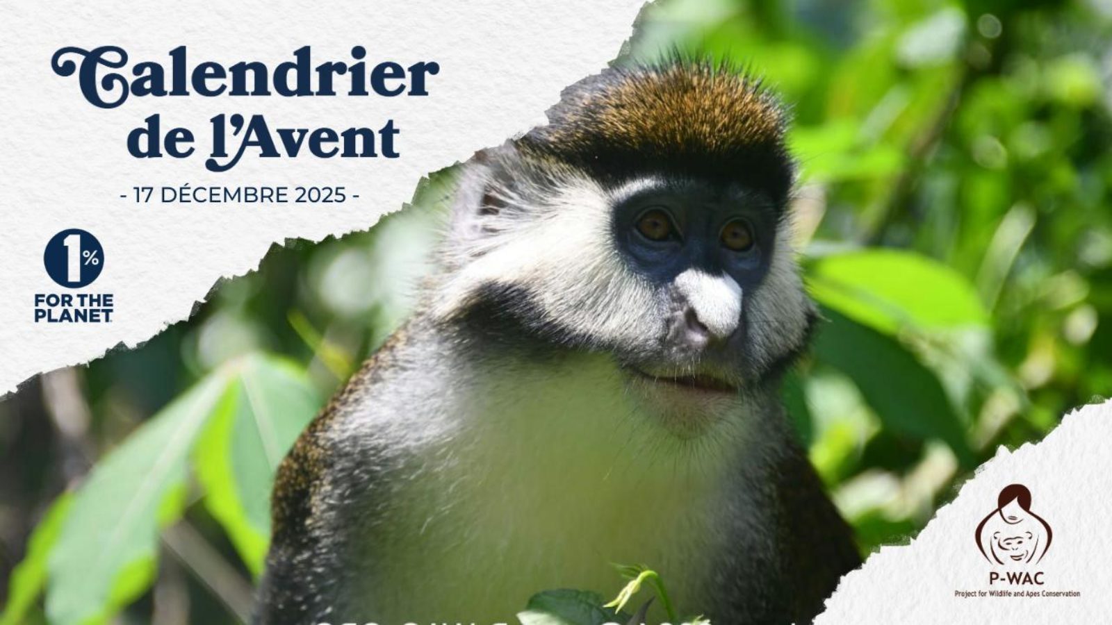 Préserver les chimpanzés et les dernières forêts du Kongo Central