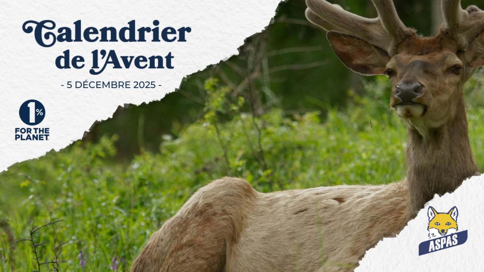 Préserver la nature sauvage du Vercors pour renforcer la résilience écologique face aux défis futurs