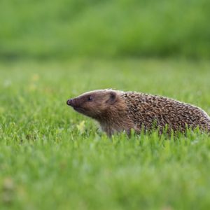Enrayer le déclin de la biodiversité et bâtir des territoires résilients