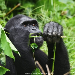 Préserver les chimpanzés et les dernières forêts du Kongo Central