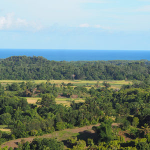 Encourager la production durable d’huiles essentielles pour réduire la déforestation en Océan Indien
