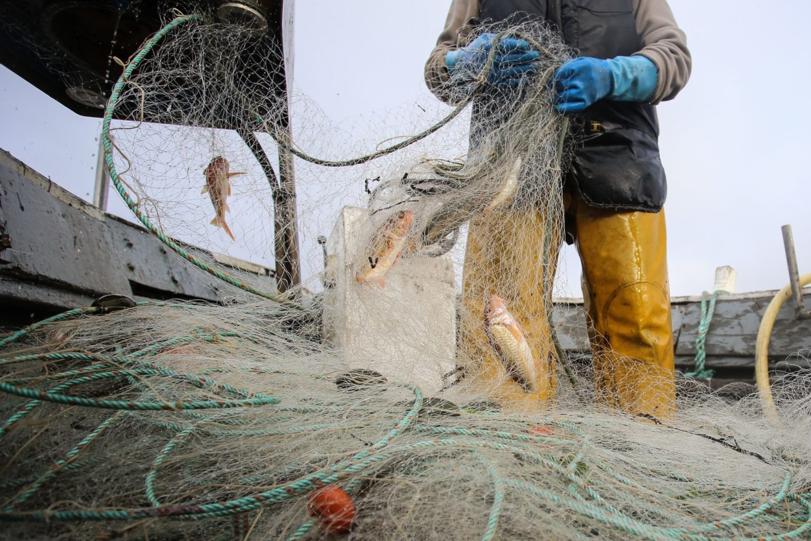 Encourager la pratique d’une pêche durable pour protéger les océans et contrer les lobbies industriels
