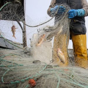 Encourager la pratique d’une pêche durable pour protéger les océans et contrer les lobbies industriels