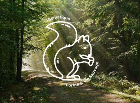Forêts et vie sauvage : les menaces et les solutions concrètes pour agir !