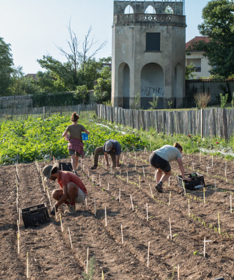 Cultiver l’Avenir : innovation et biodiversité pour une alimentation saine face aux défis climatiques