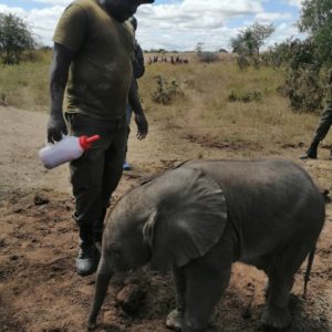 Agir pour les géants de la savane : former ceux qui veillent à leur survie !