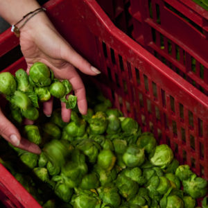 Former et Produire pour une Alimentation Durable : Educultive.