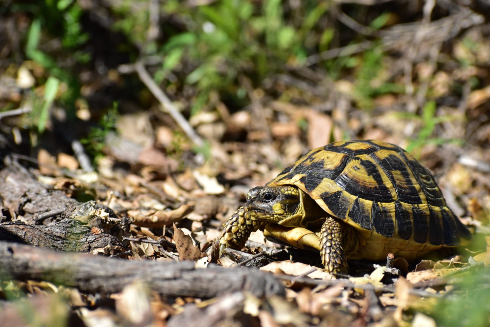 Sauver des Tortues d’Hermann saisies ou abandonnées en renforçant les populations sauvages de Corse