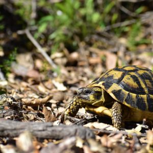 Sauver des Tortues d’Hermann saisies ou abandonnées en renforçant les populations sauvages de Corse