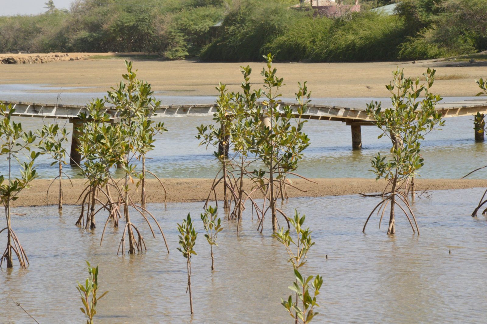 Protéger et restaurer les mangroves à Saint-Louis