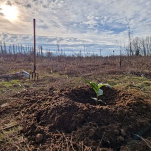 Promouvoir l’agroforesterie solidaire au profit du vivant