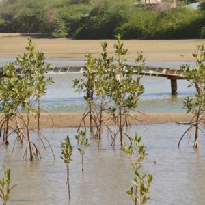 Protéger et restaurer les mangroves à Saint-Louis