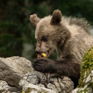 Planter des arbres fruitiers pour la sauvegarde des ours bruns des Pyrénées