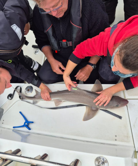 Renforcer les connaissances sur l’émissole tachetée et mobiliser les pêcheurs pour préserver ce petit requin côtier