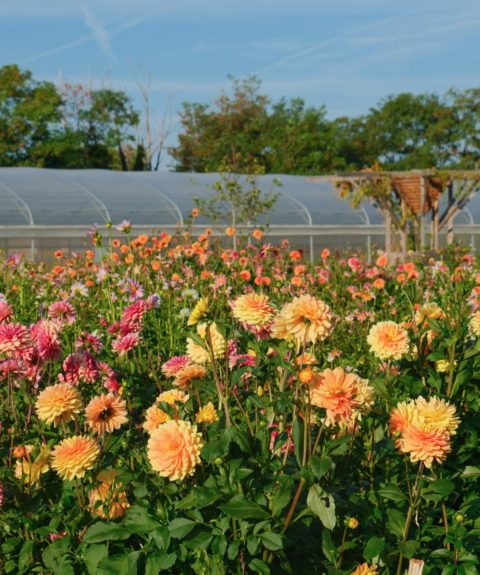 Fleurs d’Halage : Réparer la terre, révéler des talents et réinventer la fleur française