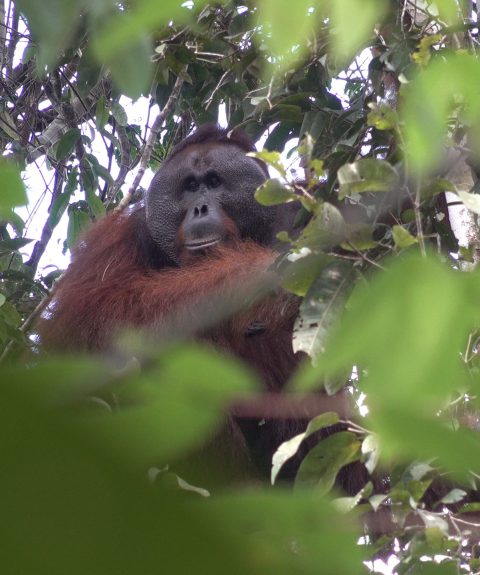 Connecter des réserves forestières à Bornéo pour protéger les orangs-outans et leur habitat naturel