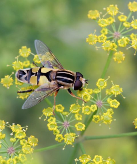 Utiliser les impacts routiers pour suivre et comprendre le déclin des populations d&rsquo;insectes