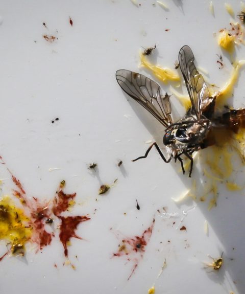 Utiliser les impacts routiers pour suivre et comprendre le déclin des populations d&rsquo;insectes