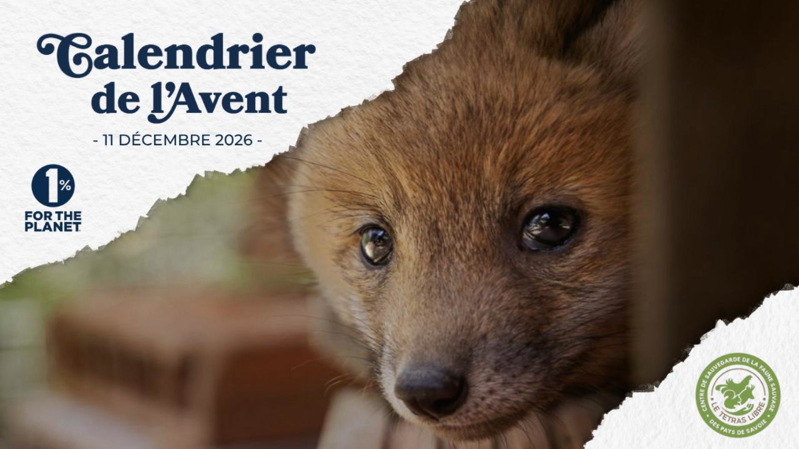 Recueillir, soigner et relâcher la faune sauvage en détresse