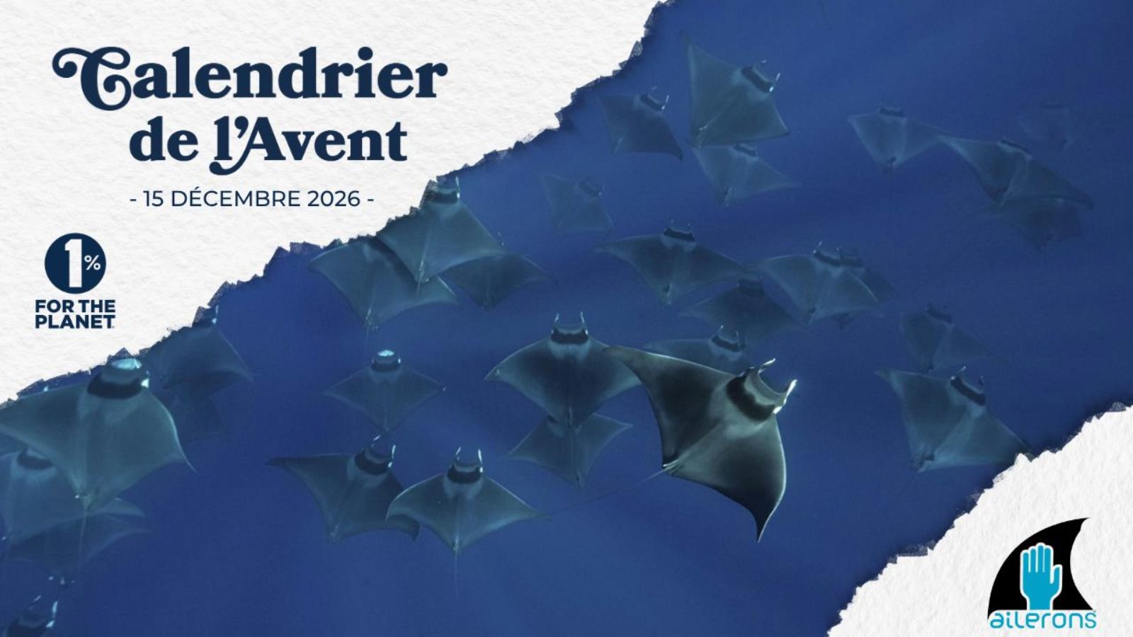 À la recherche des nouveaux gardiens des requins de Méditerranée