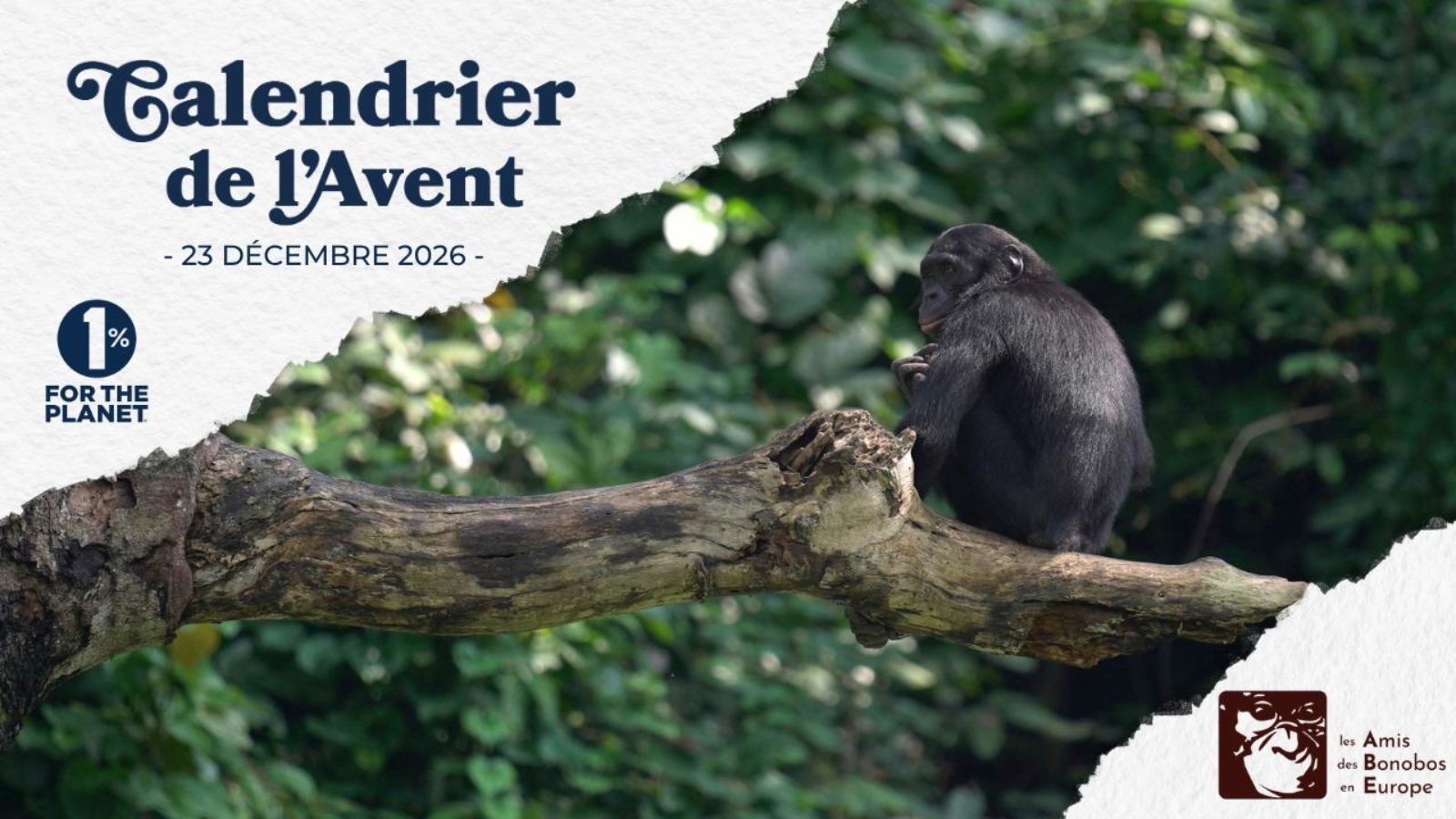 Grandir avec les bonobos : éduquer pour protéger la biodiversité congolaise