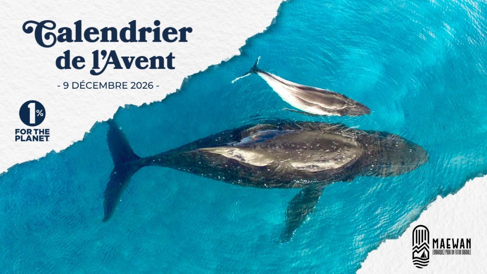 Odyssée au cœur de la biodiversité marine aux côtés des expéditions, gardiennes de l’Océan