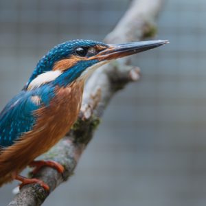 Recueillir, soigner et relâcher la faune sauvage en détresse
