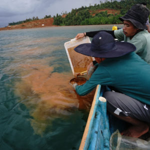 Classer 6000 km² de forêt primaire à Sulawesi pour préserver l’ensemble du Vivant des impacts de l’exploitation minière