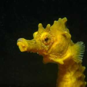 Étudier et protéger les hippocampes de Sète pour préserver la biodiversité marine locale