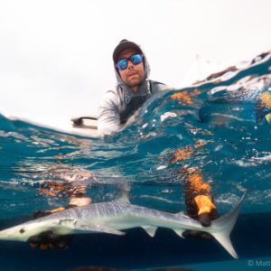 À la recherche des nouveaux gardiens des requins de Méditerranée