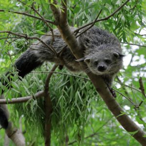 Protéger le binturong pour préserver les forêts primaires d&rsquo;Asie du Sud-Est