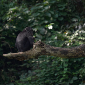 Grandir avec les bonobos : éduquer pour protéger la biodiversité congolaise