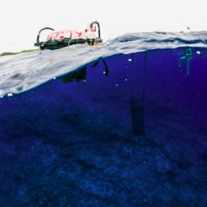 Odyssée au cœur de la biodiversité marine aux côtés des expéditions, gardiennes de l’Océan