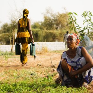 Vivre de l’agriculture en milieu sahélien grâce à des fermes agroécologiques